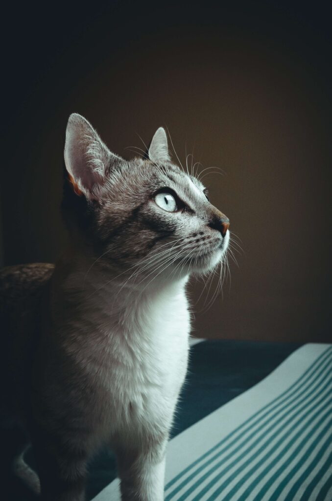 best Cat Nutrition