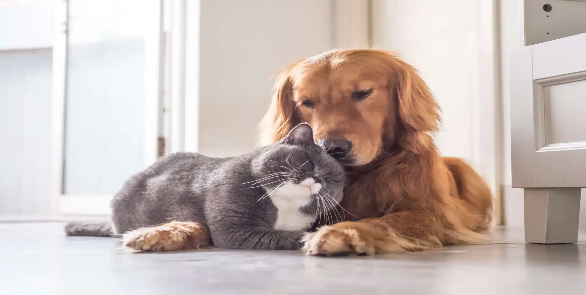 How Do Dogs Get Parvo? The Facts That Could Save Your Dog!