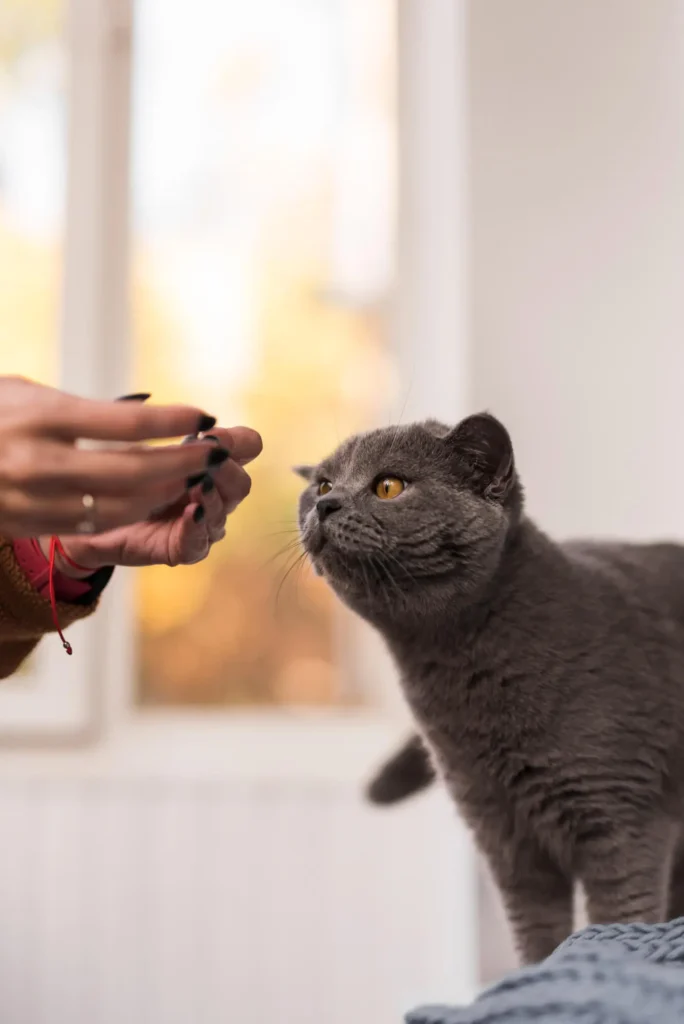 close-up-british-shorthair-cat
