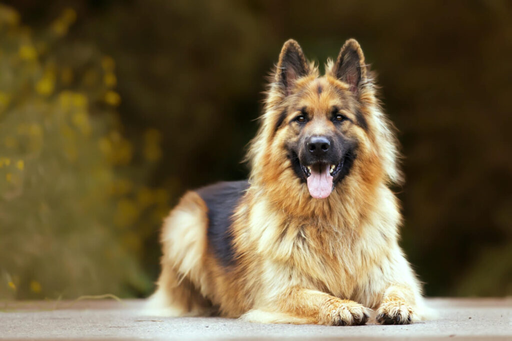 How Do Dogs Get Parvo? The Facts That Could Save Your Dog!