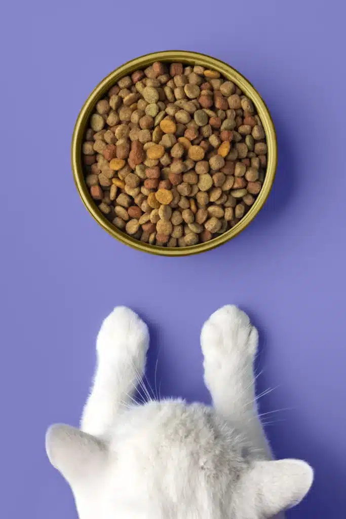 top-view-cat-food-color-year-2023