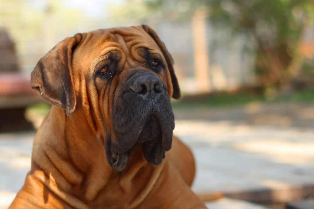 boerboel-siting-portrait