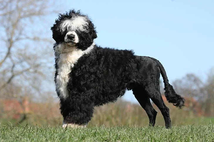 Portuguese-Water-Dog-standing-in-profile-outdoors-1.webp