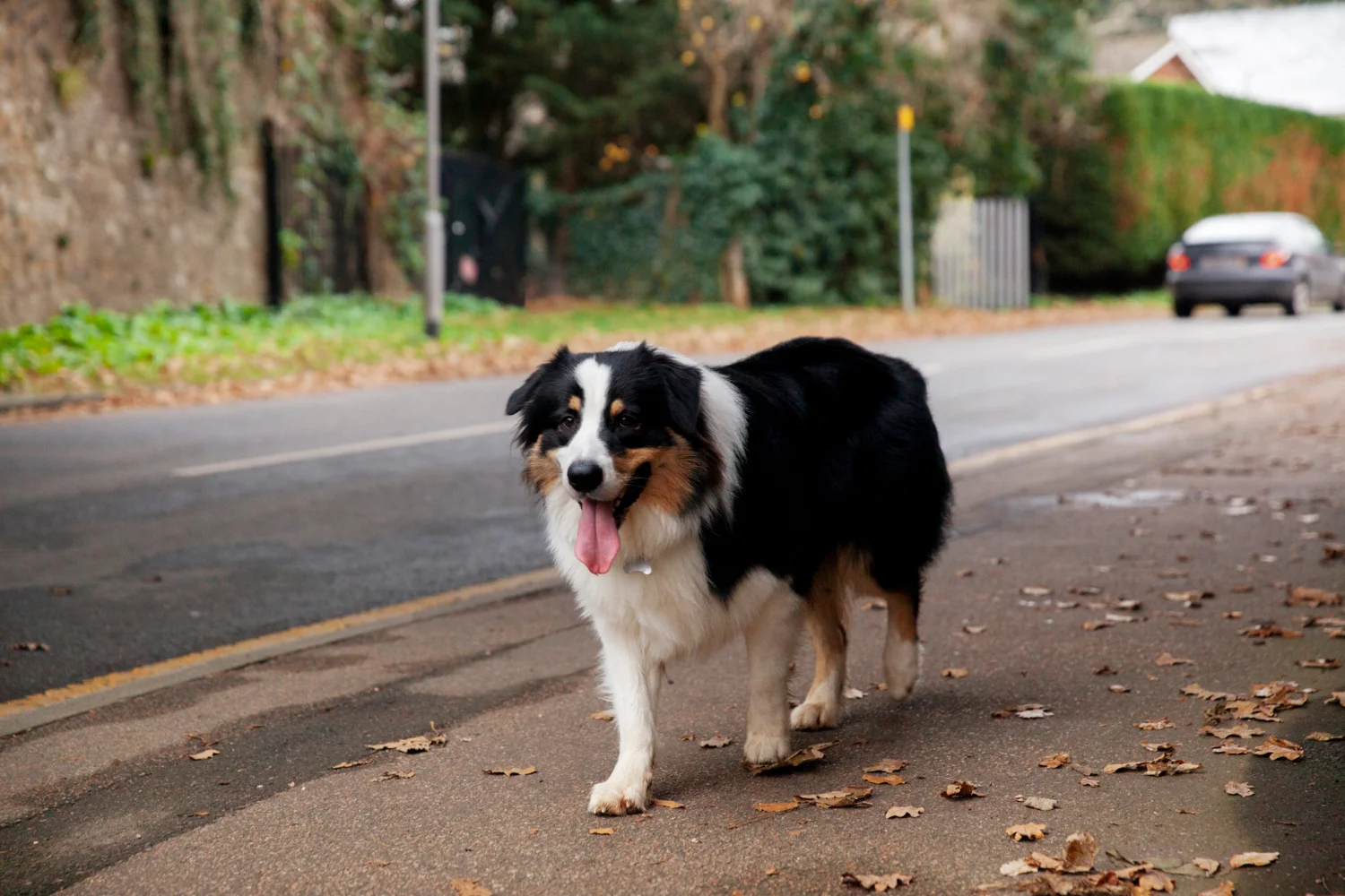 What Causes Seizures in Dogs? A Complete Guide for Pet Owners and Vets