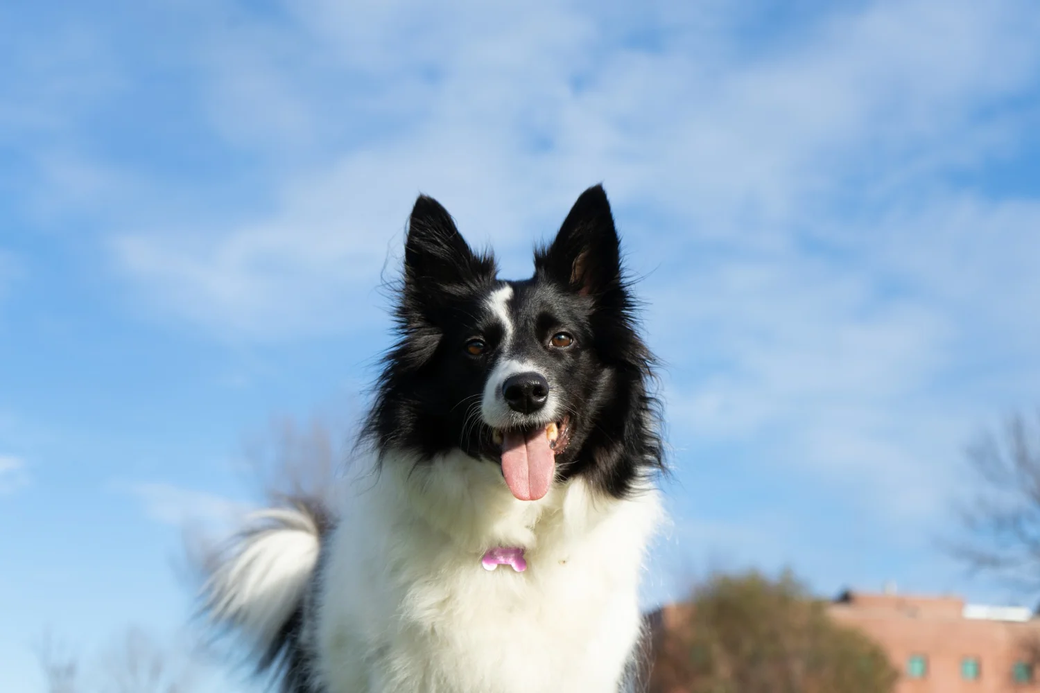 low-angle-shot-border-collie-panting-sunlight.webp