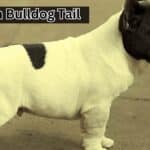French Bulldog Tail