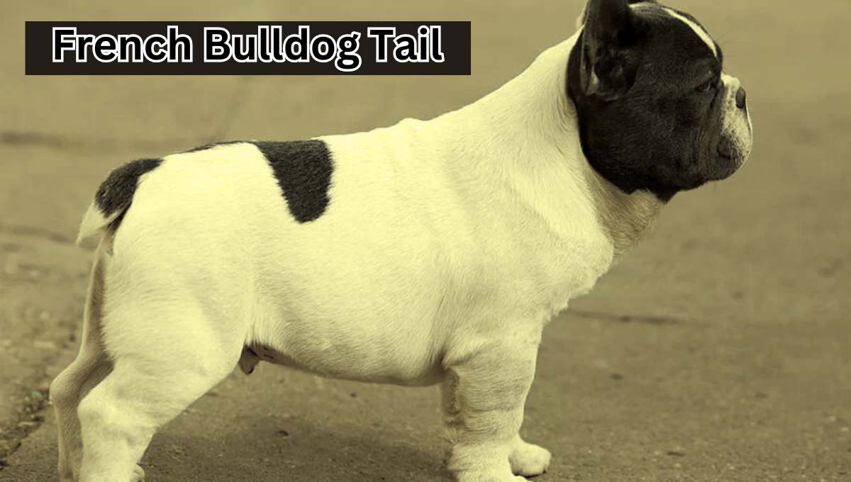 French Bulldog Tail