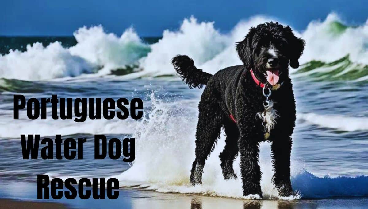 Portuguese-Water-Dog-Rescue