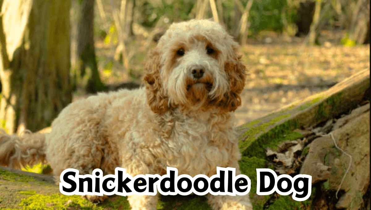 Snickerdoodle Dog