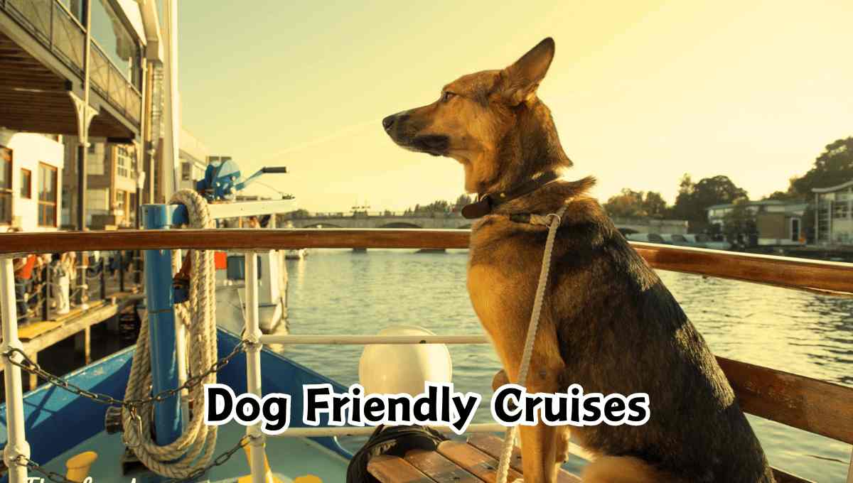 Dog Friendly Cruises