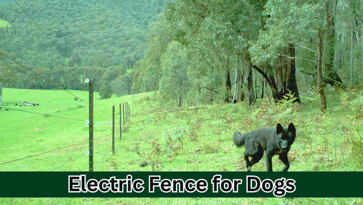 Electric Fence for dogs