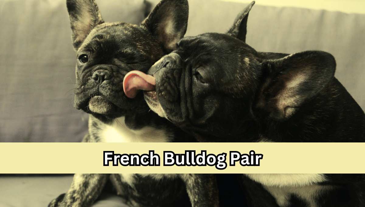 How Long Do French Bulldogs Live