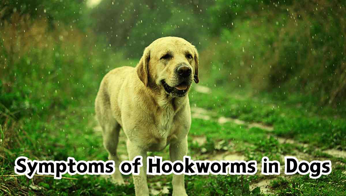 Symptoms of Hookworms in Dogs