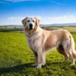 turkish boz shepherd