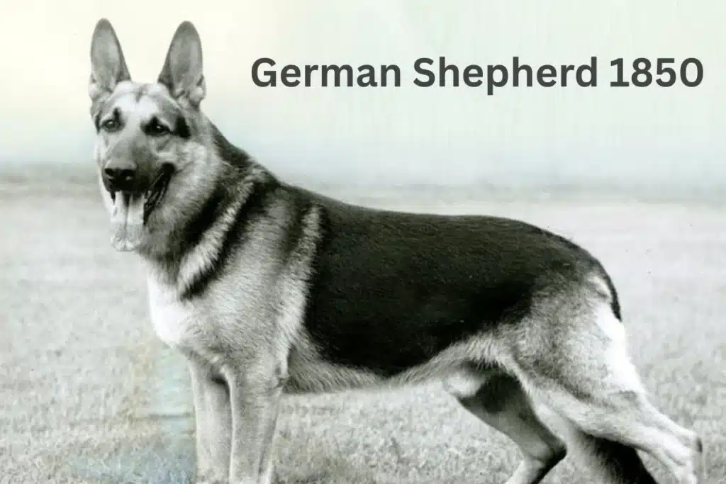 German Shepherd 1850