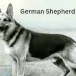 German Shepherd 1850