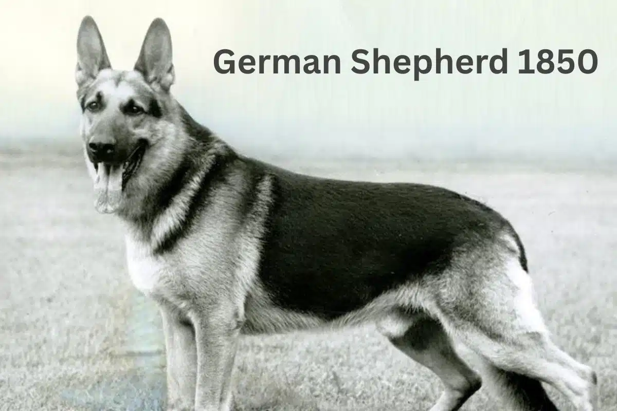 German Shepherd 1850