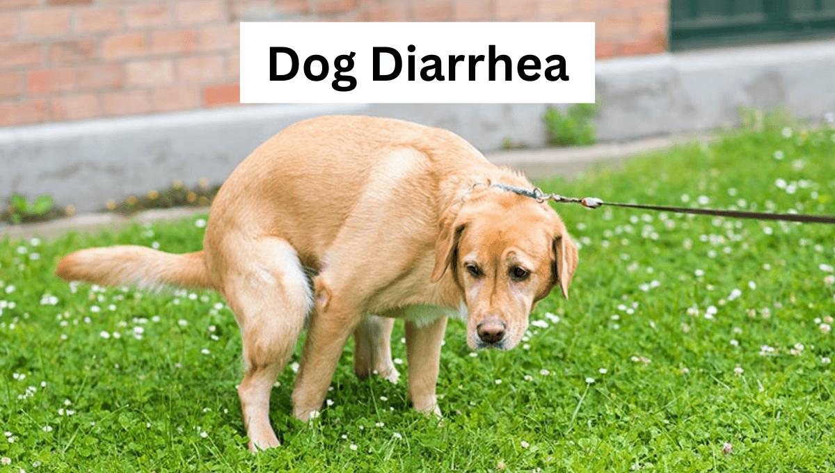 Dog Diarrhea (1)