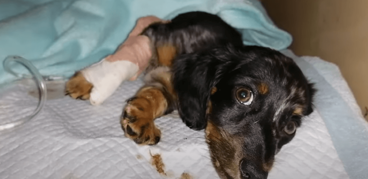 how do dog get parvo