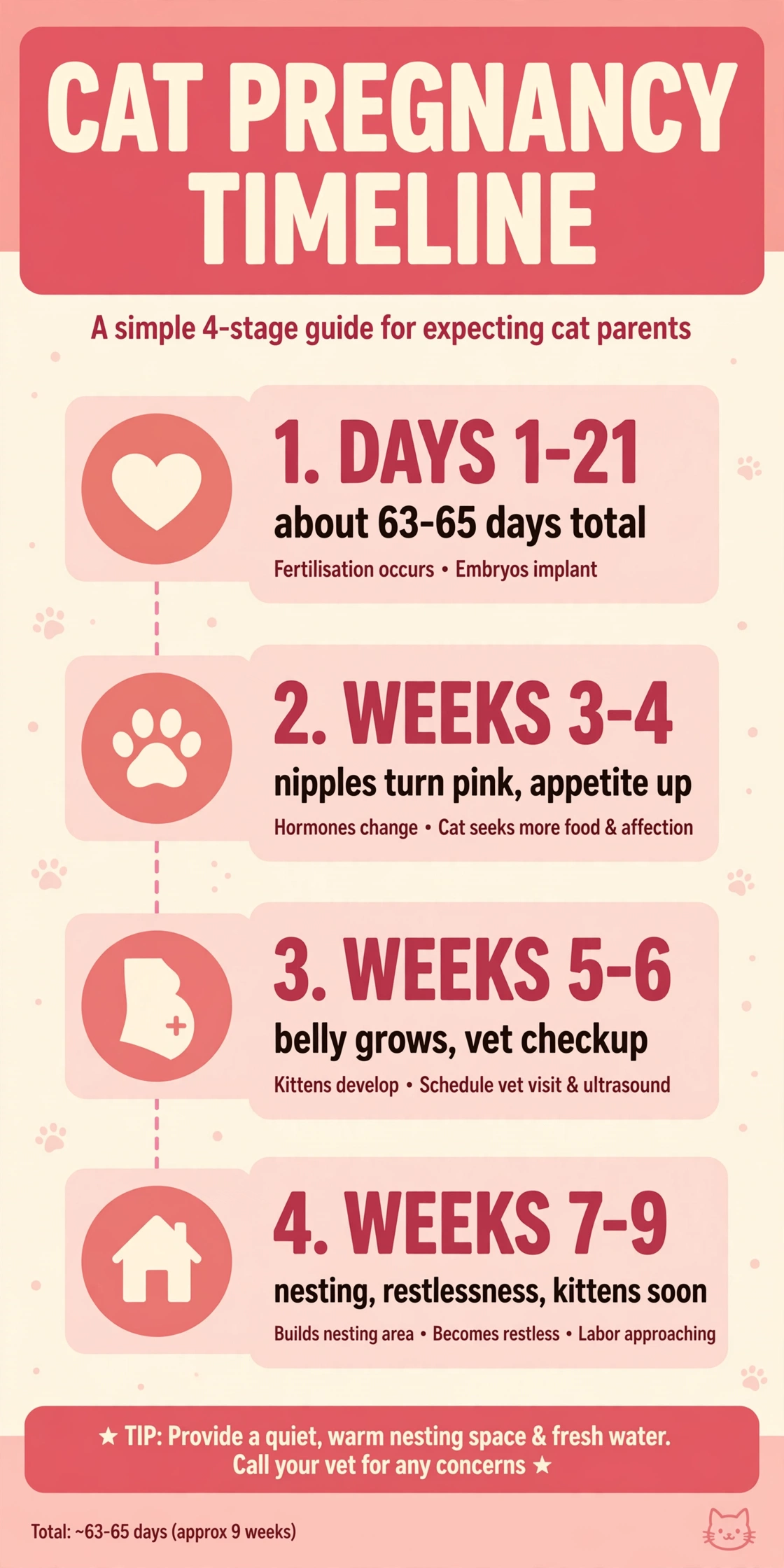 Infographic: cat pregnancy timeline — 63-65 days total, pink nipples weeks 3-4, growing belly weeks 5-6, nesting weeks 7-9