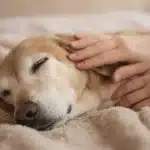 dog quality of life scale HHHHHMM guide