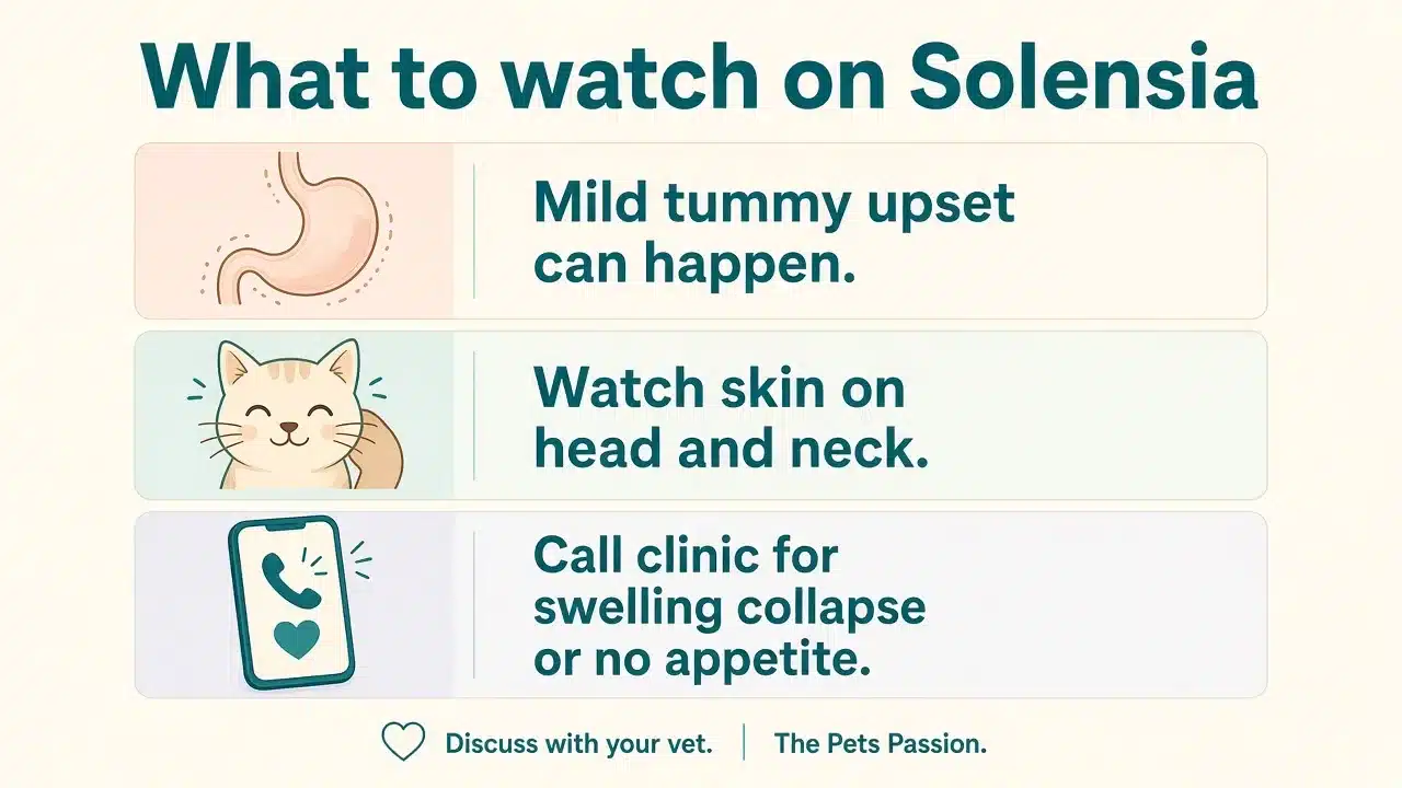 What to watch on Solensia: tummy upset, head and neck skin, call clinic for swelling or no appetite